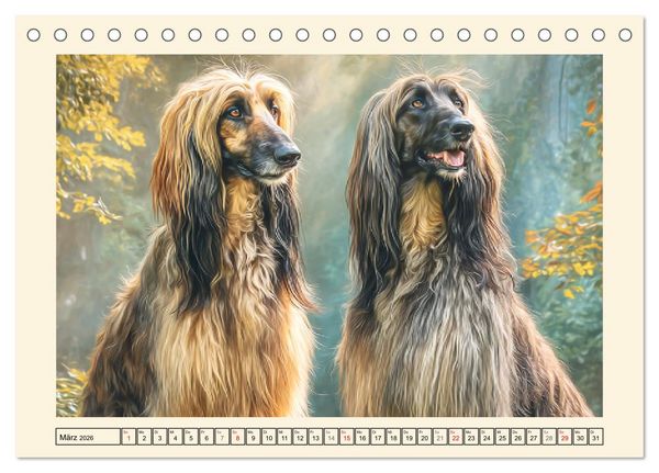 Produktbild: Afghanischer Windhund. Eleganter Sichtj&auml;ger und sensibler Couch-Potatoe (Tischkalender 2026 DIN A5 quer), CALVENDO Monatskalender