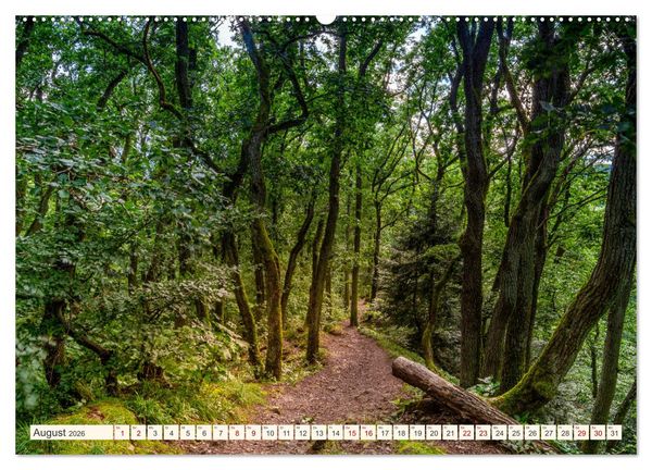 Produktbild: Im Zauber der W&auml;lder (Wandkalender 2026 DIN A2 quer), CALVENDO Monatskalender