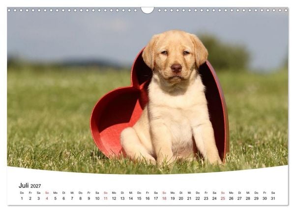 Produktbild: Labrador Welpen - Labrador Puppies (Wandkalender 2027 DIN A3 quer), CALVENDO Monatskalender