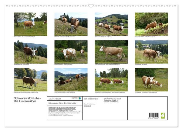 Produktbild: Schwarzwald-K&uuml;he - Die Hinterw&auml;lder (Wandkalender 2026 DIN A2 quer), CALVENDO Monatskalender