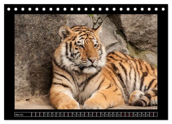 Produktbild: Tiger, L&ouml;we und Co. (Tischkalender 2026 DIN A5 quer), CALVENDO Monatskalender