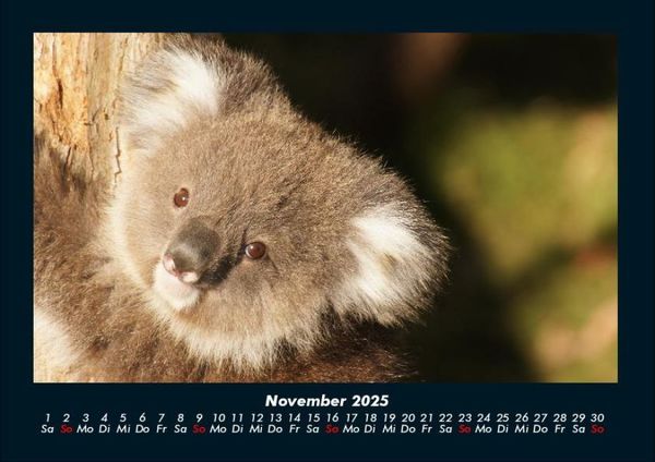 Produktbild: Koala 2025 Fotokalender DIN A4