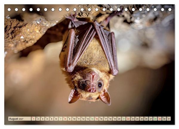 Produktbild: Die kleinsten Tiere - Weltweit (Tischkalender 2027 DIN A5 quer), CALVENDO Monatskalender