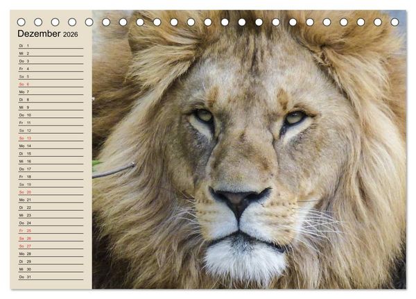Produktbild: L&ouml;wen. Majest&auml;tische Kraft (Tischkalender 2026 DIN A5 quer), CALVENDO Monatskalender