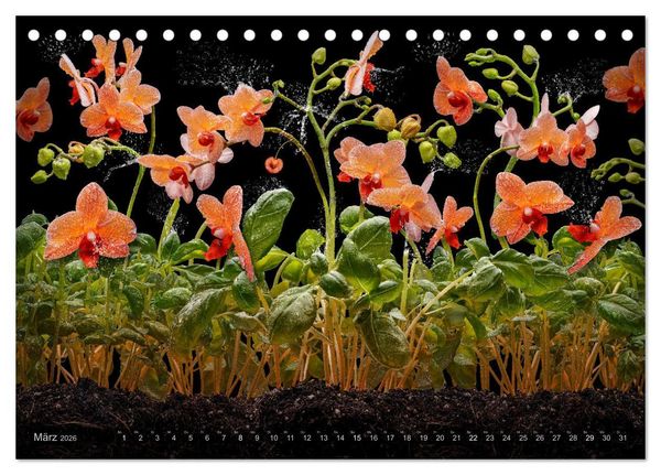 Produktbild: Orchidea (Tischkalender 2026 DIN A5 quer), CALVENDO Monatskalender