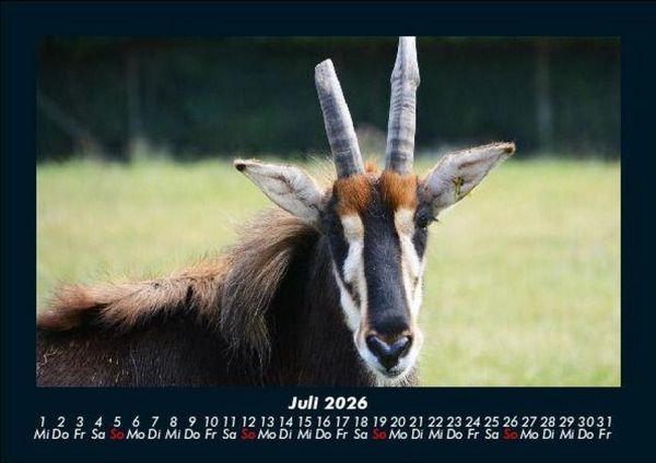Produktbild: Tiere in der Wildnis 2026 Fotokalender DIN A5