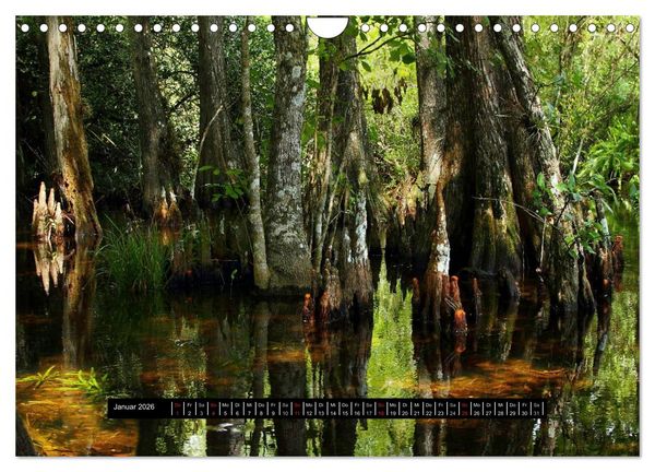Produktbild: Florida Impressionen (Wandkalender 2026 DIN A4 quer), CALVENDO Monatskalender