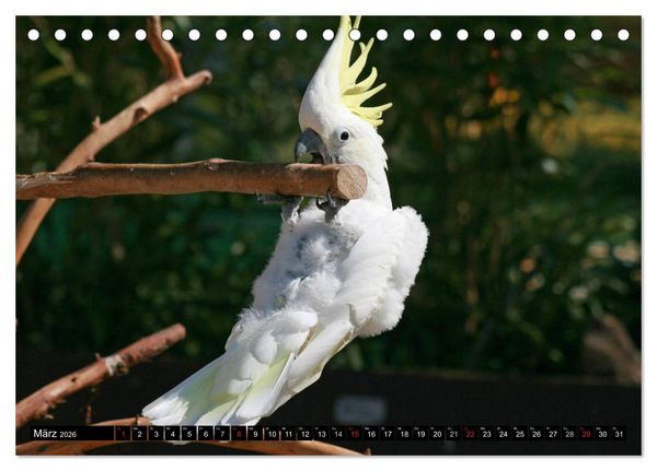 Produktbild: Die Kakadus sind los (Tischkalender 2026 DIN A5 quer), CALVENDO Monatskalender
