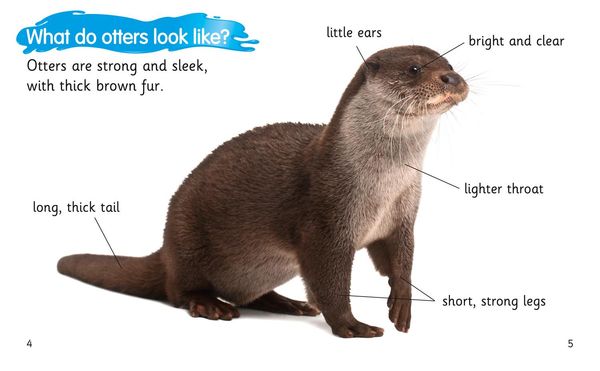 Produktbild: How to Spot an Otter