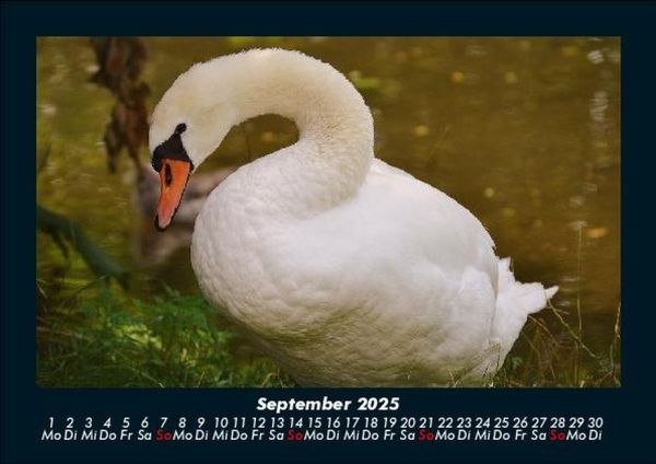 Produktbild: Welt der V&ouml;gel 2025 Fotokalender DIN A5