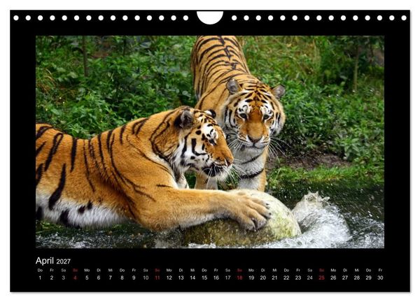 Produktbild: Welt der Katzen - Tiger (Wandkalender 2027 DIN A4 quer), CALVENDO Monatskalender