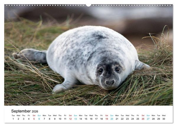 Produktbild: Grey Seal Pups of Donna Nook (High Quality Premium Wall Calendar 2026 DIN A2 landscape),CALVENDO 12 Month Wall Calendar