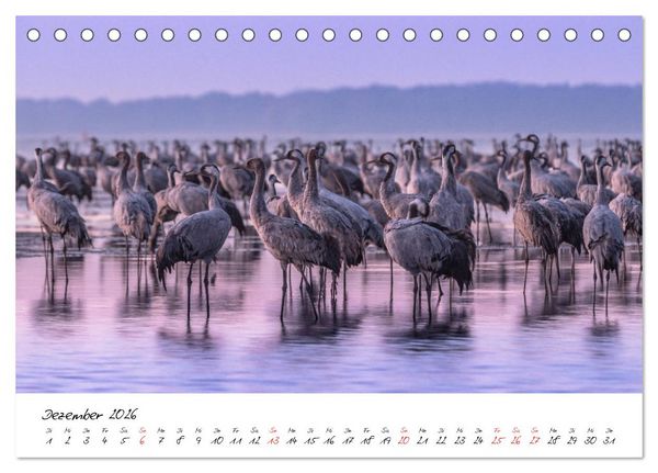 Produktbild: Kraniche am Schlafplatz - im Naturparadies der Mecklenburgischen Seenplatte (Tischkalender 2026 DIN A5 quer), CALVENDO Monatskalender