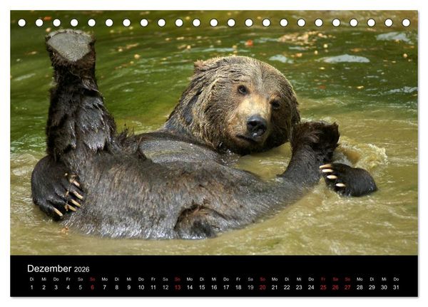 Produktbild: B&auml;ren im Nationalpark Bayerischer Wald (Tischkalender 2026 DIN A5 quer), CALVENDO Monatskalender