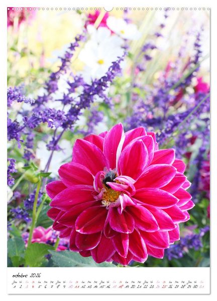Produktbild: Heureux au jardin (Calendrier mural 2026 DIN A2 horizontal), CALVENDO calendrier mensuel