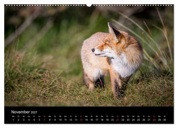 Produktbild: Rotf&uuml;chse (hochwertiger Premium Wandkalender 2027 DIN A2 quer), Kunstdruck in Hochglanz
