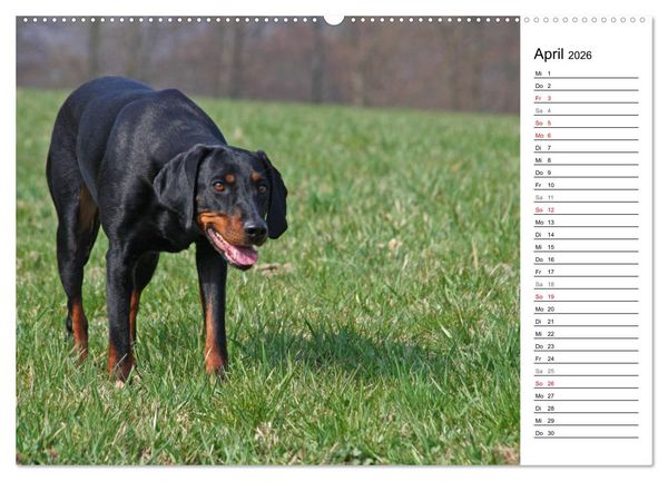Produktbild: Der Brandlbracken-Terminplaner (hochwertiger Premium Wandkalender 2026 DIN A2 quer), Kunstdruck in Hochglanz