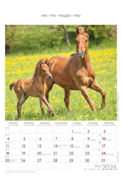 Pferde 2026 - Bildkalender 23,7x34 cm - Kalender mit Platz für Notizen - mit vielen Zusatzinformationen - Horses - Wandkalender - Alpha Edition