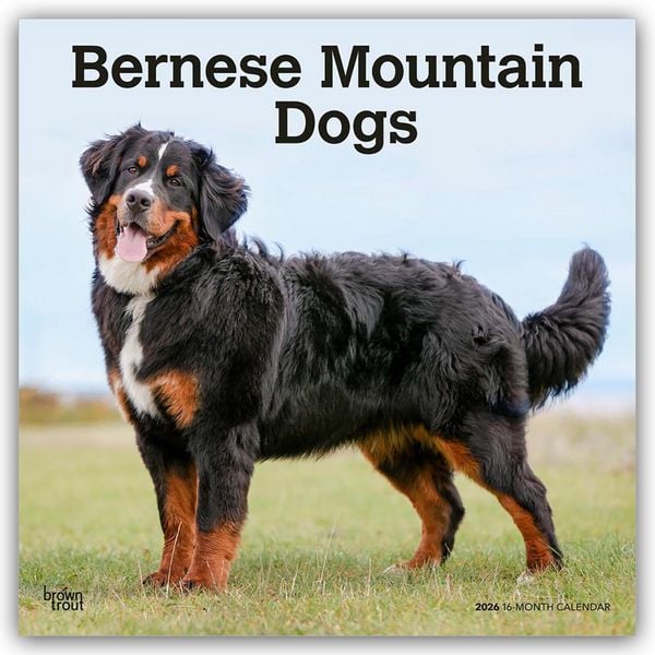 Produktbild: Bernese Mountain Dogs &ndash; Berner Sennenhund 2026 &ndash; 16-Monatskalender