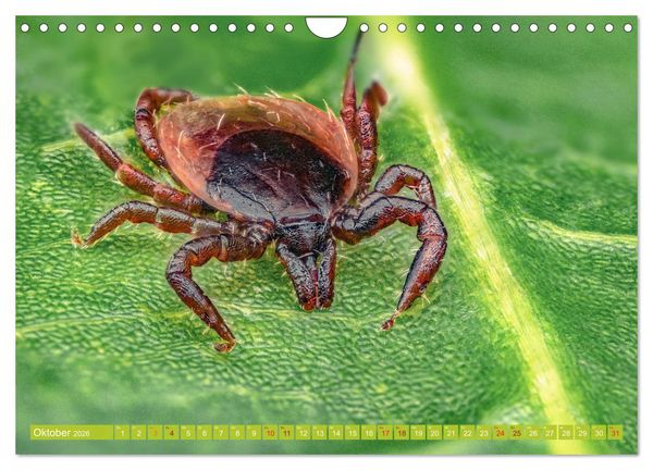 Produktbild: Extreme Makroaufnahmen - Insekten so nah wie nie (Wandkalender 2026 DIN A4 quer), CALVENDO Monatskalender