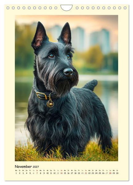 Produktbild: Scottish Terrier. W&uuml;rdevoller und robuster Gentlemen (Wandkalender 2027 DIN A4 hoch), CALVENDO Monatskalender