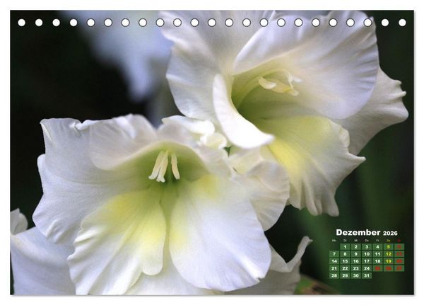 Produktbild: Sommerliche Bl&uuml;tentr&auml;ume (Tischkalender 2026 DIN A5 quer), CALVENDO Monatskalender