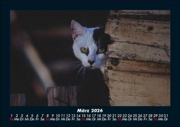 Produktbild: F&uuml;r Katzenfreunde 2026 Fotokalender DIN A5