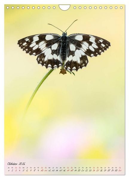 Produktbild: Kunterbuntes Gartenleben - Schmetterlinge in G&auml;rten und Parks (Wandkalender 2026 DIN A4 hoch), CALVENDO Monatskalender