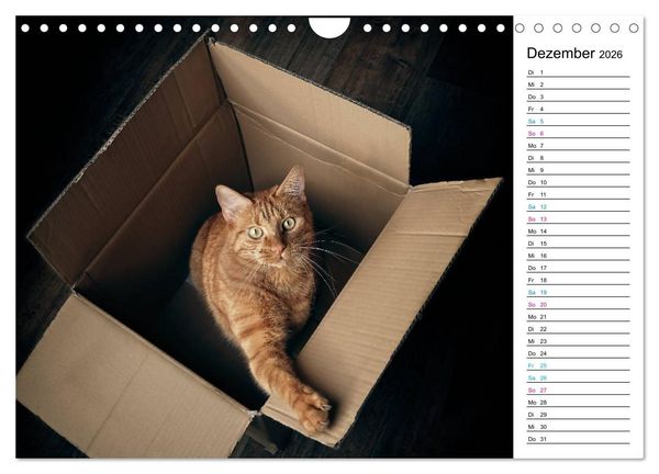 Produktbild: Karton Katzen (Wandkalender 2026 DIN A4 quer), CALVENDO Monatskalender
