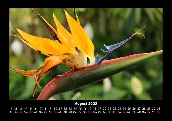 Produktbild: Blumenzauber 2025 Fotokalender DIN A3