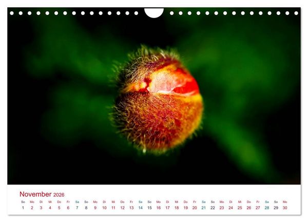 Produktbild: Mohnblumen (Wandkalender 2026 DIN A4 quer), CALVENDO Monatskalender