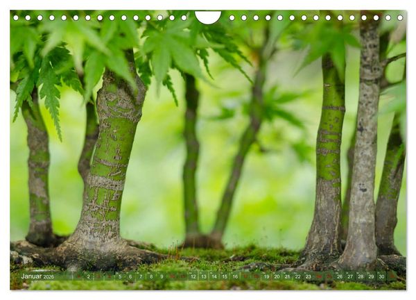 Produktbild: Bonsai ganz nah (Wandkalender 2026 DIN A4 quer), CALVENDO Monatskalender