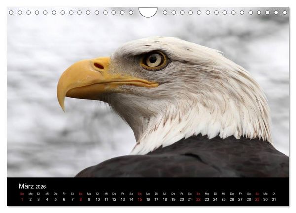 Produktbild: Tiere unserer Erde (Wandkalender 2026 DIN A4 quer), CALVENDO Monatskalender