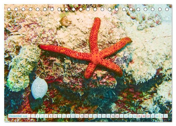Produktbild: Seesterne - Kleine Wunder der Natur (Tischkalender 2026 DIN A5 quer), CALVENDO Monatskalender