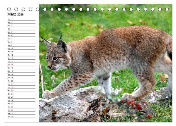 Produktbild: Der Luchs - Der J&auml;ger auf leisen Pfoten (Tischkalender 2026 DIN A5 quer), CALVENDO Monatskalender