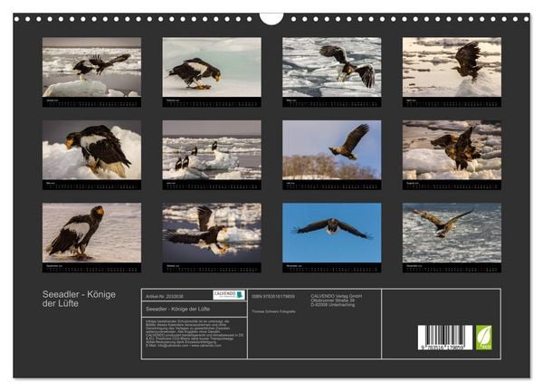 Produktbild: Seeadler - K&ouml;nige der L&uuml;fte (Wandkalender 2026 DIN A3 quer), CALVENDO Monatskalender