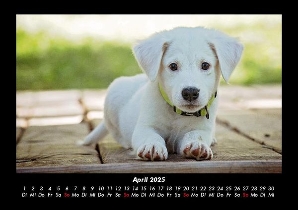 Produktbild: Hundezauber 2025 Fotokalender DIN A3