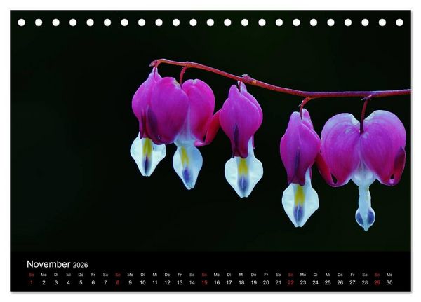 Produktbild: Wilde Bl&uuml;ten-Tr&auml;ume (Tischkalender 2026 DIN A5 quer), CALVENDO Monatskalender