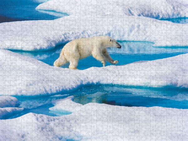 Produktbild: CALVENDO Puzzle Junger Eisb&auml;r springt von Eisscholle zu Eisscholle | 1000 Teile Lege-Gr&ouml;&szlig;e 64x48cm Foto-Puzzle f&uuml;r gl&uuml;ckliche Stunden