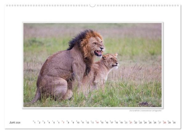 Produktbild: Emotionale Momente: Tierischer Sex. (Wandkalender 2026 DIN A2 quer), CALVENDO Monatskalender