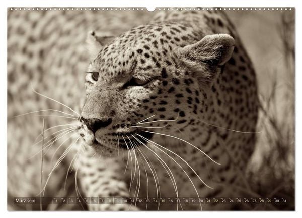 Produktbild: Botswana &ndash; Impressionen aus Afrika (hochwertiger Premium Wandkalender 2026 DIN A2 quer), Kunstdruck in Hochglanz
