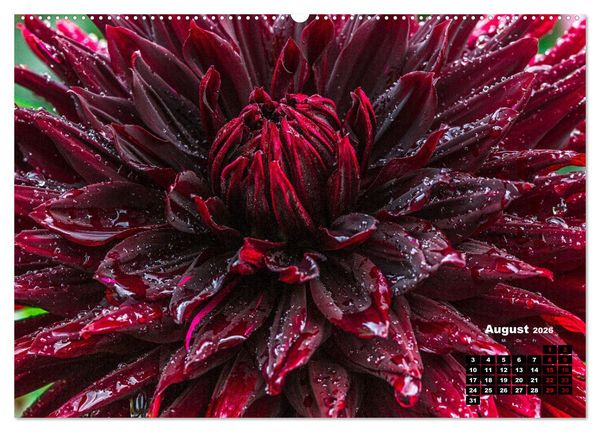 Produktbild: Im Herzen der Dahlie (hochwertiger Premium Wandkalender 2026 DIN A2 quer), Kunstdruck in Hochglanz