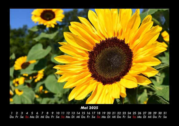 Produktbild: Blumentr&auml;ume 2025 Fotokalender DIN A3