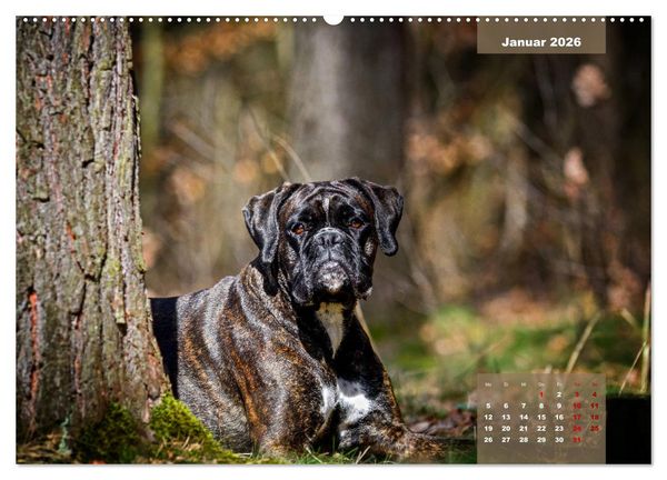 Produktbild: Boxer Frech und fr&ouml;hlich durch das Jahr (Wandkalender 2026 DIN A2 quer), CALVENDO Monatskalender