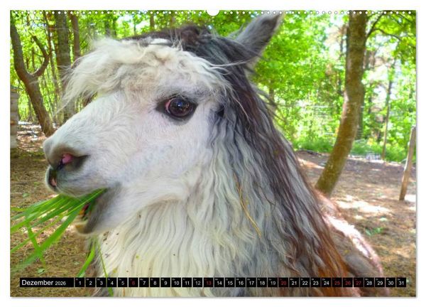 Produktbild: Alpakas und Lamas (Wandkalender 2026 DIN A2 quer), CALVENDO Monatskalender