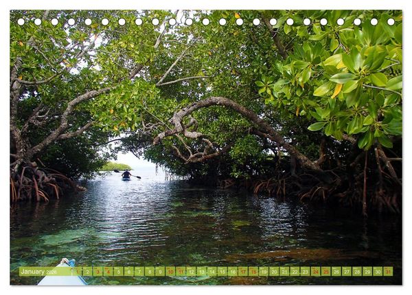 Produktbild: Mangroves - Valuable Habitat (Desk Calendar 2026 DIN A5 landscape), CALVENDO 12 Month DeskCalendar