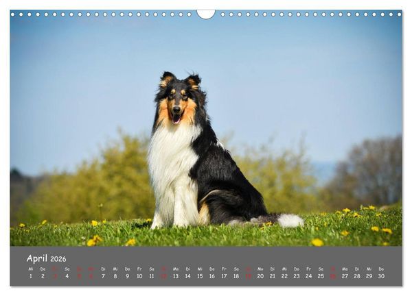 Produktbild: Einmal Collie - immer Collie (Wandkalender 2026 DIN A3 quer), CALVENDO Monatskalender