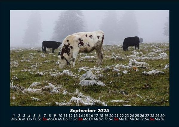 Produktbild: Kuhkalender 2025 Fotokalender DIN A5