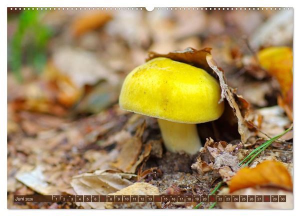 Produktbild: Herbstzeit ist Pilzezeit (hochwertiger Premium Wandkalender 2026 DIN A2 quer), Kunstdruck in Hochglanz