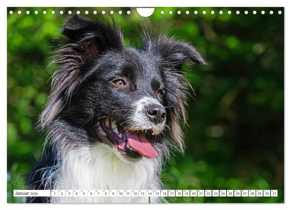 Produktbild: Border Collie - Das Universalgenie unter den Hunden (Wandkalender 2026 DIN A4 quer), CALVENDO Monatskalender